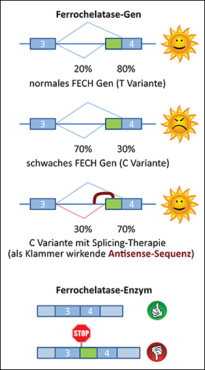 Ferrochelatase