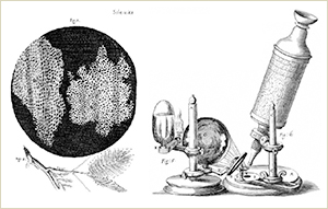 Entdeckung von Zellen