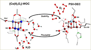 Wasseroxidation