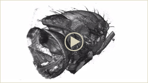 Visualisierung Flugmuskulatur Fliege (Video)