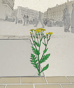 Zeichnung: Wilde Pflanze wächst mitten in der Stadt