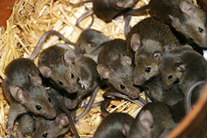 Hausmäuse