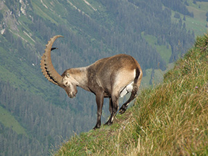 Steinbock