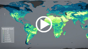 Video: Prof. Tom Crowther zu Klimawandel